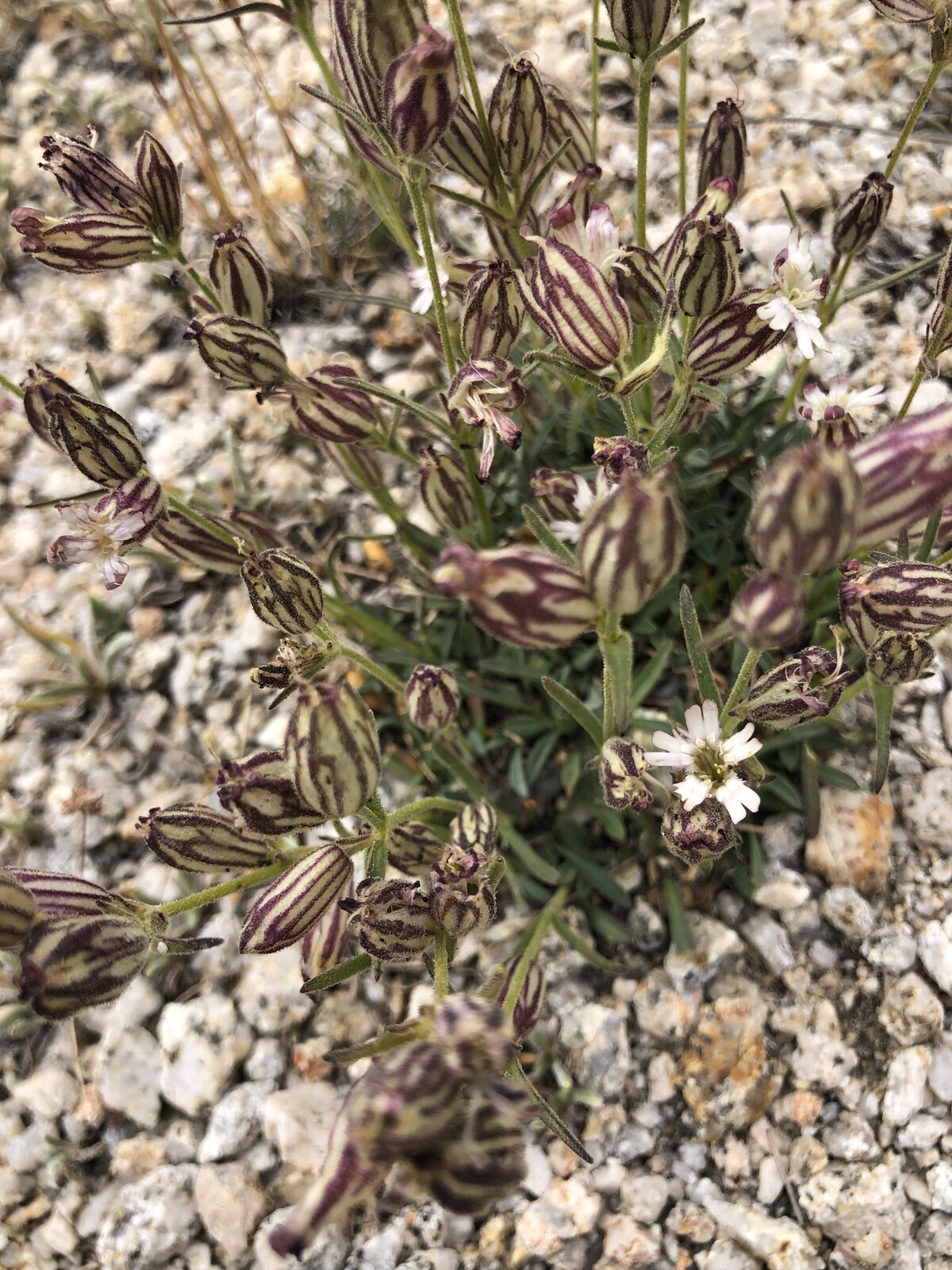 Close-up of alpine wildflowers with tiny white blossoms