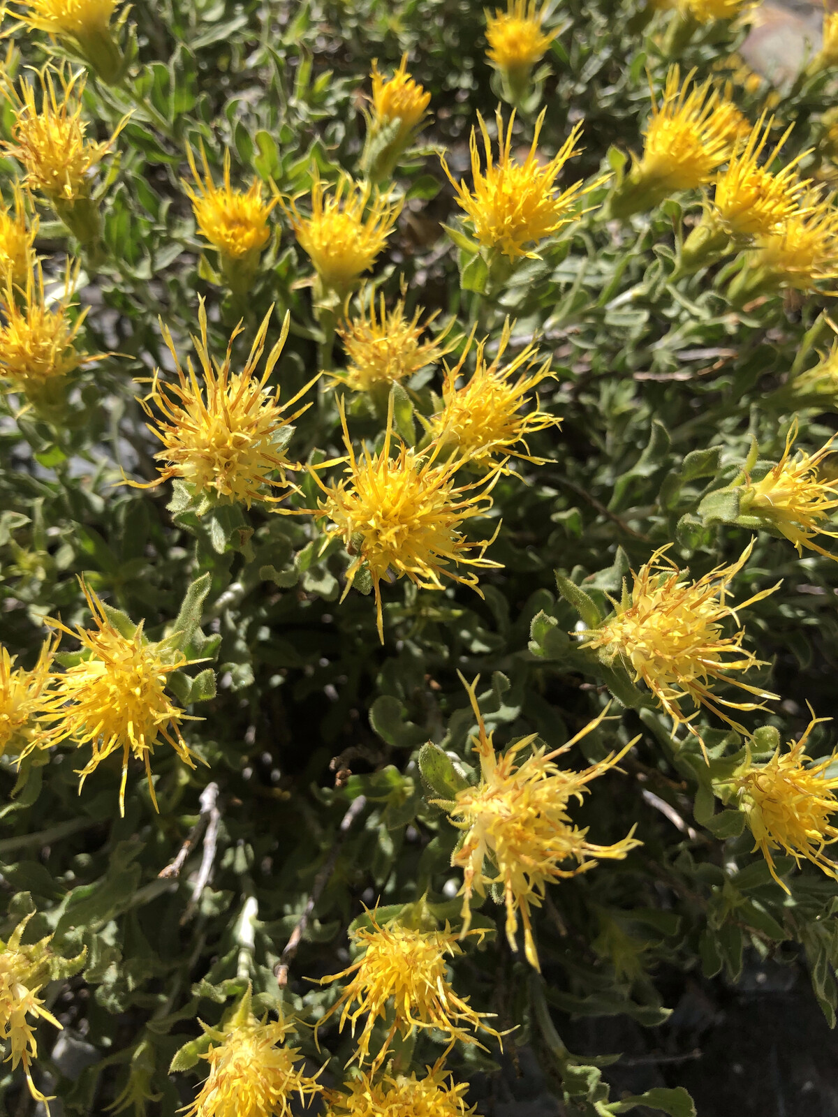Bright yellow alpine flowers blooming in high elevation meadow
