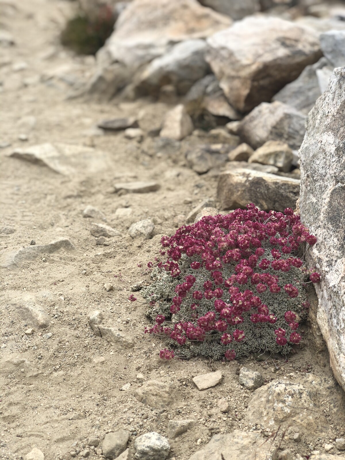Delicate magenta alpine flowers blooming among rocks