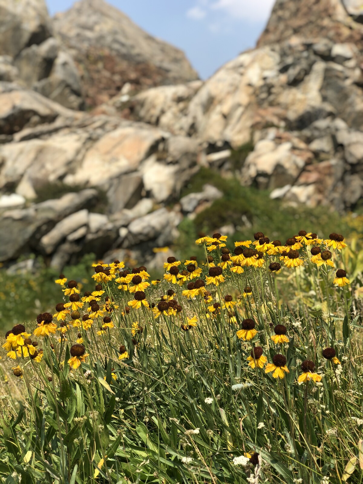 Bright yellow wildflowers blooming against granite boulders