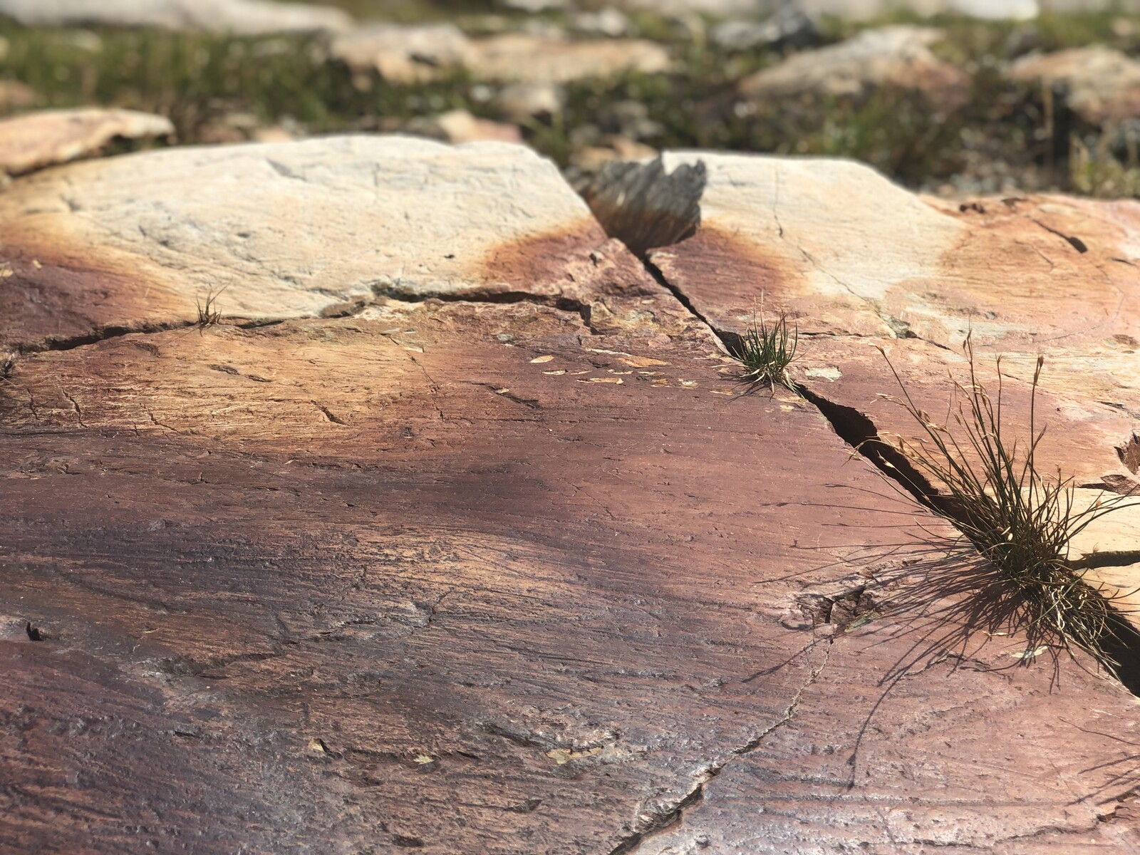 Weathered rock formations with sparse alpine vegetation